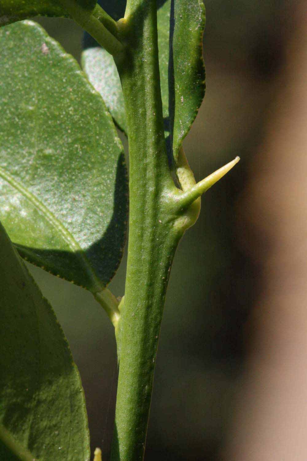            First year twig (Riverside, CA)   